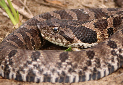 Eastern Hognose; juvenile 