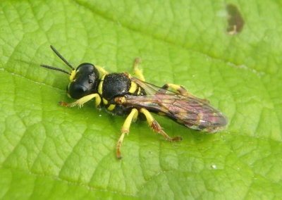 Ectemnius Square-headed Wasp species