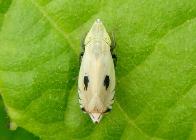 Flexamia areolata; Leafhopper species