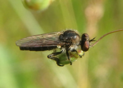 Holopogon Robber Fly species