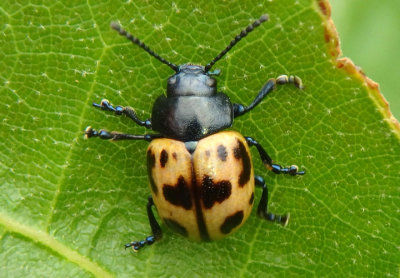 Labidomera clivicollis; Swamp Milkweed Leaf Beetle