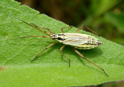 Leptopterna dolabrata; Meadow Plant Bug; exotic