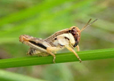 Melanoplus keeleri; Keeler's Spur-throat Grasshopper nymph