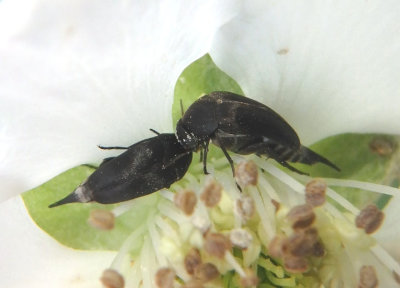 Mordella Tumbling Flower Beetle species