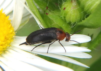 Mordellistena cervicalis; Tumbling Flower Beetle species