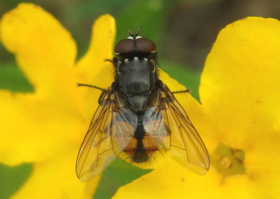 Musca autumnalis; Face Fly; male; exotic