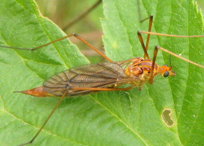 Nephrotoma ferruginea; Tiger Crane Fly species; female