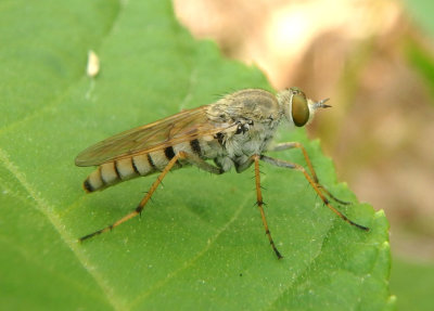 Pandivirilia Stiletto Fly species