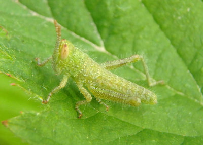 Schistocerca lineata; Spotted Bird Grasshopper nymph