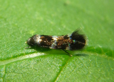 1081-1132 - Elachista Grass Miner Moth species
