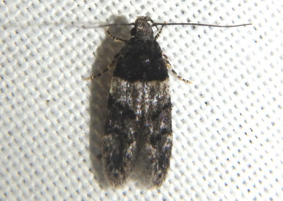 1857 - Pubitelphusa latifasciella; Twirler Moth species
