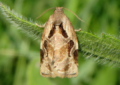 3660 - Archips grisea; Tortricid Moth species; male