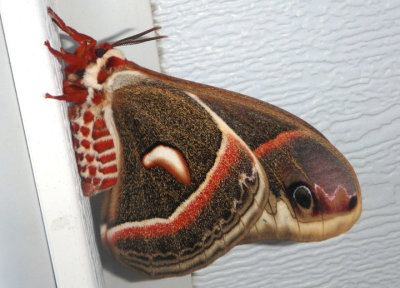 7767 - Hyalophora cecropia; Cecropia Moth; female