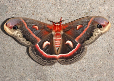 7767 - Hyalophora cecropia; Cecropia Moth; female