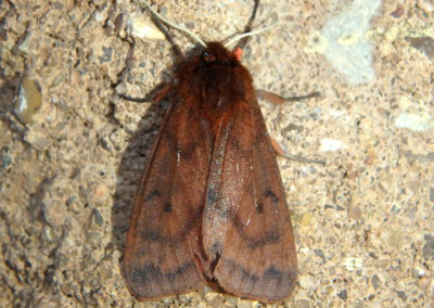 8157 - Phragmatobia lineata; Lined Ruby Tiger Moth