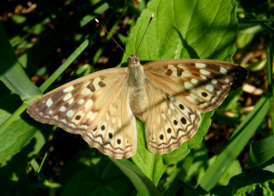 Asterocampa celtis; Hackberry Emperor; female