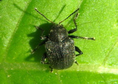 Bromius obscurus; Western Grape Rootworm