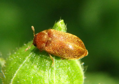Byturus unicolor; Raspberry Fruitworm Beetle