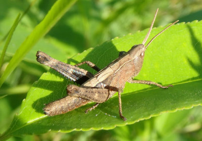 Chloealtis conspersa; Sprinkled Grasshopper; female 