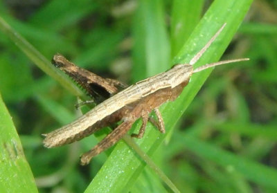 Chloealtis conspersa; Sprinkled Grasshopper; female