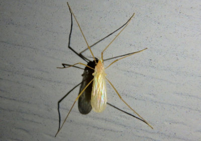 Erioptera Limoniid Crane Fly species