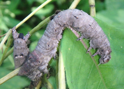 8770-8879 - Catocala caterpillar species