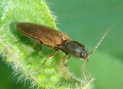 Hemicrepidius decoloratus; Click Beetle species