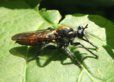 Laphria index/ithypyga complex; Bee-like Robber Fly species; female