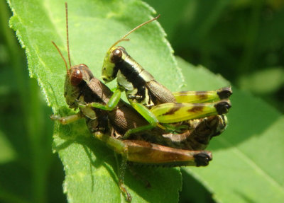 Melanoplus viridipes complex; Green-legged Grasshopper pair