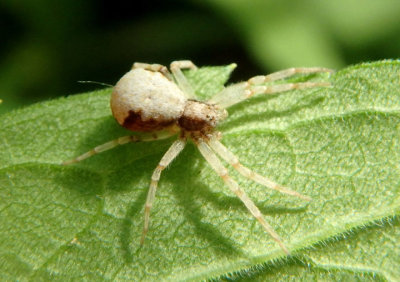 Philodromus marxi; Metallic Crab Spider; female