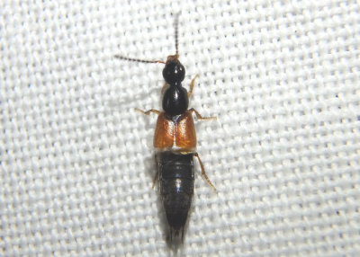 Philonthus rufulus; Large Rove Beetle species