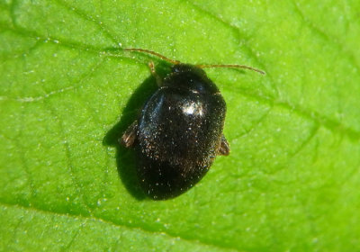 Scirtes tibialis; Marsh Beetle species