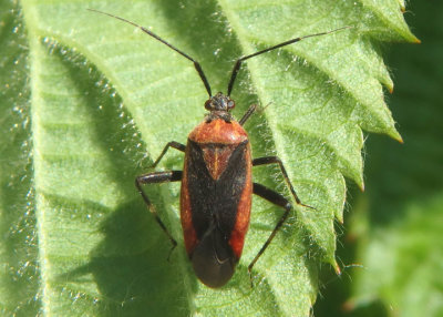 Taedia scrupea; Plant Bug species
