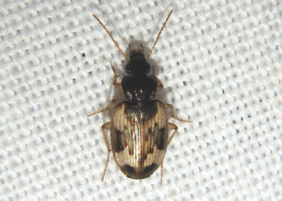 Tetragonoderus fasciatus; Ground Beetle species
