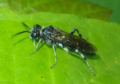 Macrophya Common Sawfly species