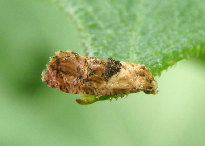 3843 - Thyraylia bana; Tortricid Moth species