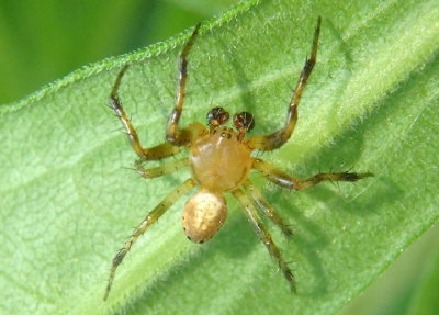 Araniella displicata; Six-spotted Orbweaver; male