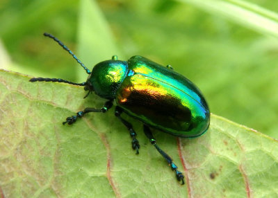 Chrysochus auratus; Dogbane Leaf Beetle