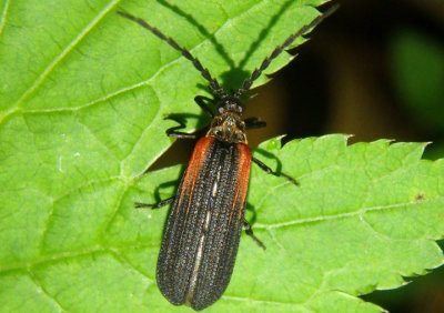 Greenarus thoracicus; Net-winged Beetle species
