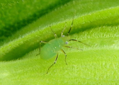 Miridae Plant Bug species nymph