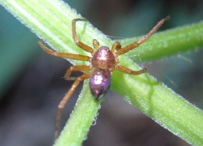 Philodromus marxi; Metallic Crab Spider; male