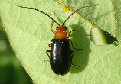 Phyllecthris dorsalis; Leaf Beetle species