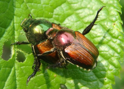 Popillia japonica; Japanese Beetles; exotic