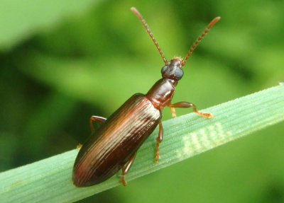 Statira gagatina; Darkling Beetle species