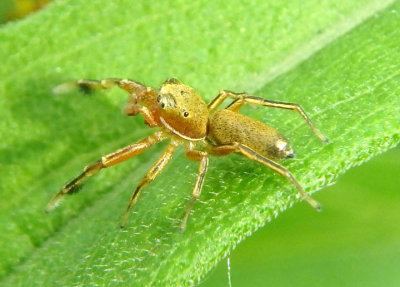 Tutelina elegans; Jumping Spider species; male