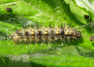 Vanessa cardui; Painted Lady caterpillar