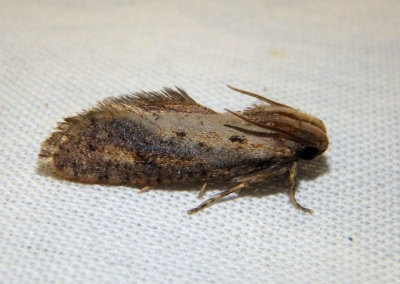 0373 - Acrolophus popeanella; Clemens' Grass Tubeworm Moth