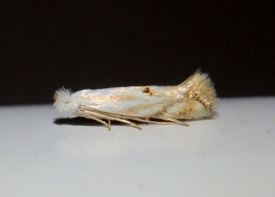 0485-0582 - Bucculatrix Ribbed Cocoon-maker Moth species