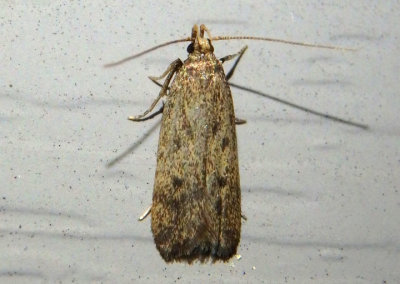 1142 - Glyphidocera septentrionella; Twirler Moth species