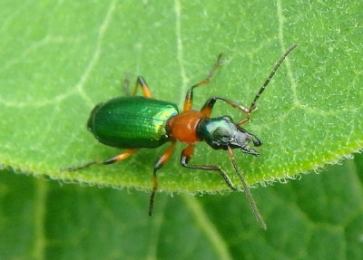 Calleida punctata; Ground Beetle species
